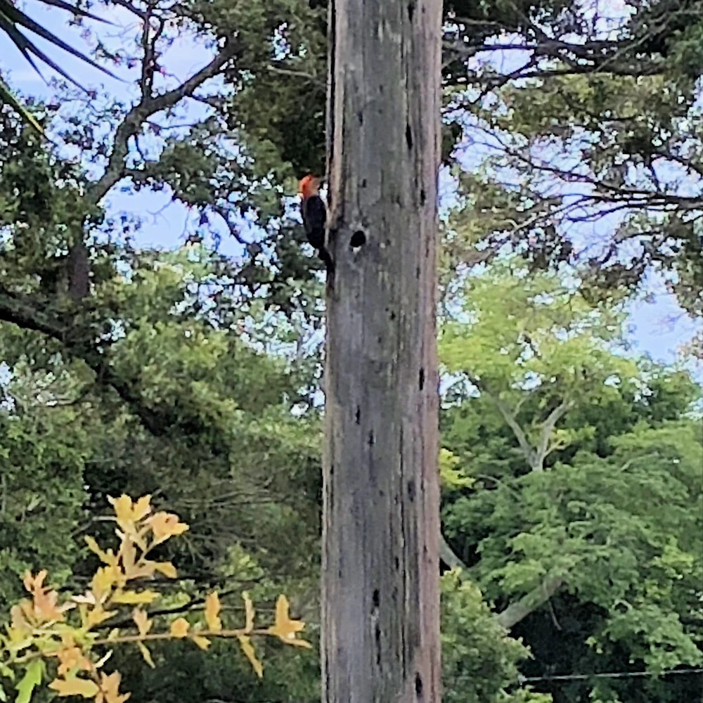 pileated woodpecker