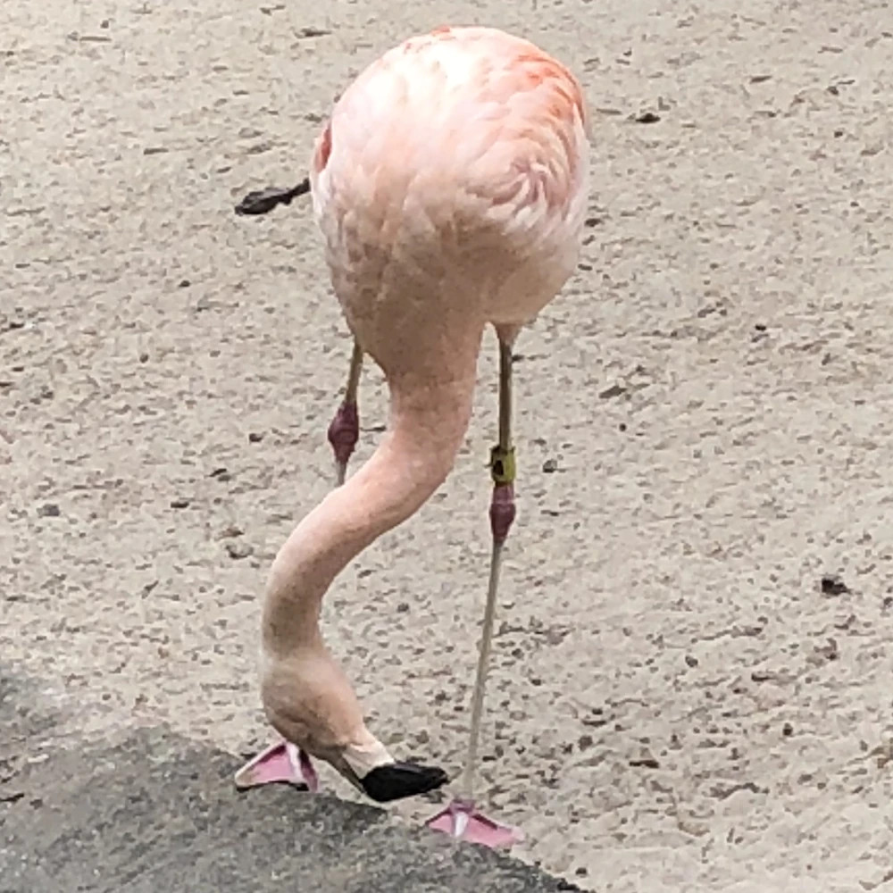 flamingo