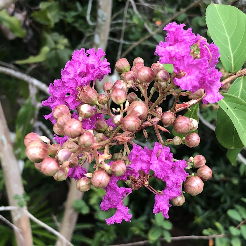 crepe myrtle